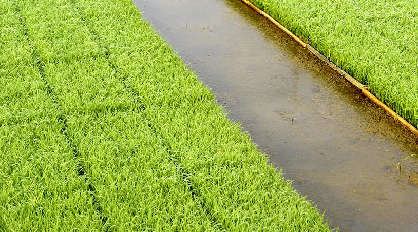 Campos agrícolas y áreas verdes
